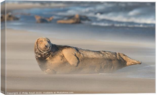 A Grey Seal (Halichoerus grypus) resting with othe Canvas Print by Philip Royal