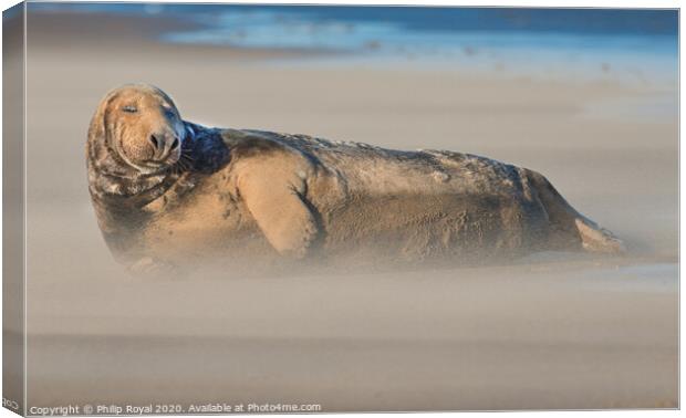 A Grey Seal in Drifting Sand with eyes closed Canvas Print by Philip Royal