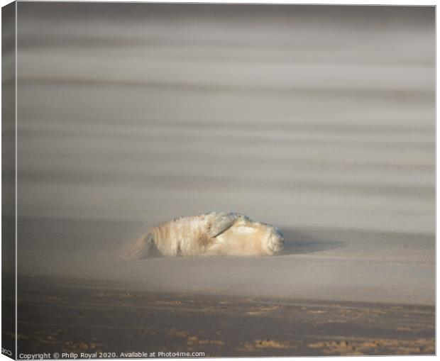 Abandoned Grey Seal pup in Drifting Sand Canvas Print by Philip Royal