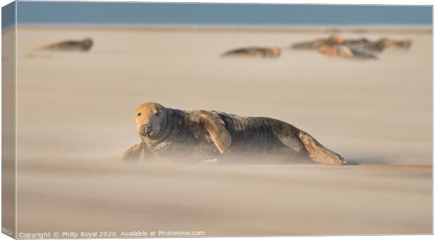 Adult Grey Seal and herd in Drifting Sand Canvas Print by Philip Royal