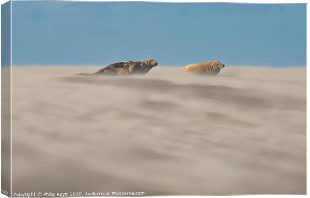 Grey Seal pair in Drifting Sand Canvas Print by Philip Royal