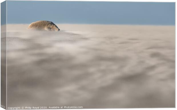 Abstract view of a Grey Seal in Drifting Sand Canvas Print by Philip Royal