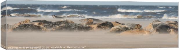 Grey Seal Group lying in Drifting Sand Canvas Print by Philip Royal