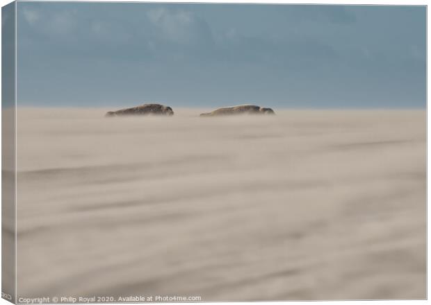 Grey Seal pair lying in Drifting Sand Canvas Print by Philip Royal