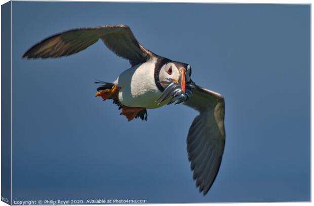 Puffin with Sand Eels in flight head on Canvas Print by Philip Royal