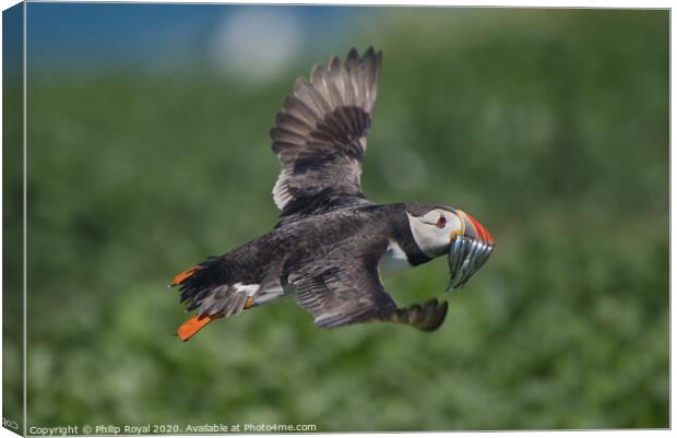 Puffin with Sand Eels about to land Canvas Print by Philip Royal