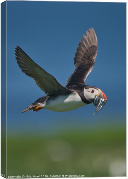 Puffin with Sand Eels in flight over sea Canvas Print by Philip Royal
