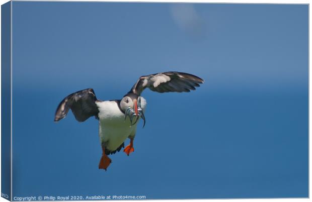 Puffin with Sand Eels looking for a landing place Canvas Print by Philip Royal