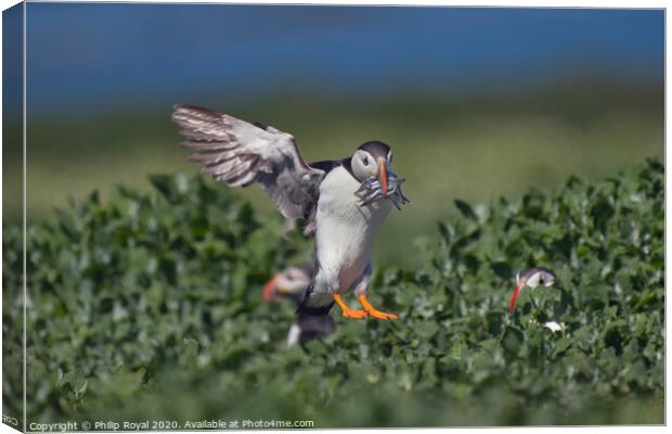 Puffin with Sand Eels about to Touch Down Canvas Print by Philip Royal
