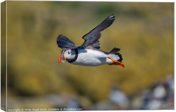 Puffin in flight with yellow Background Canvas Print by Philip Royal