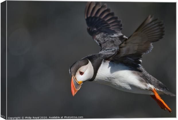 Puffin looking down to the left Canvas Print by Philip Royal