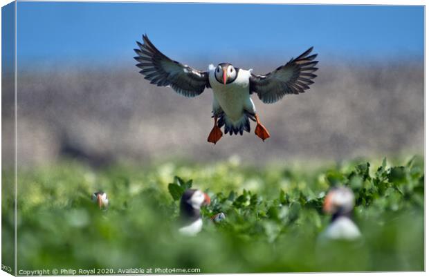Puffin head on Landing Approach Canvas Print by Philip Royal