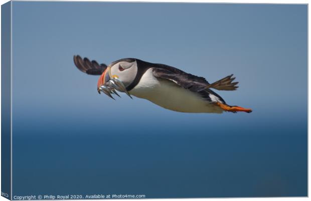 Puffin with Sand Eels in flight flying right to left  Canvas Print by Philip Royal