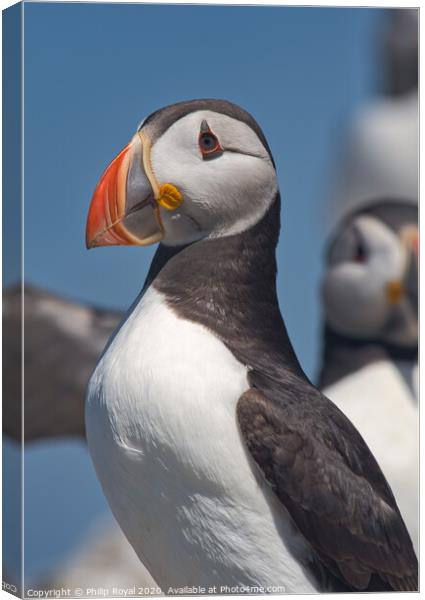 Puffin Upper Body Portrait looking to left Canvas Print by Philip Royal