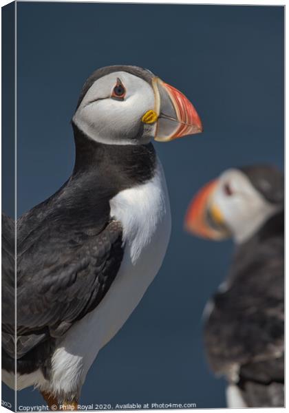 Puffin Portrait looking to the right Canvas Print by Philip Royal