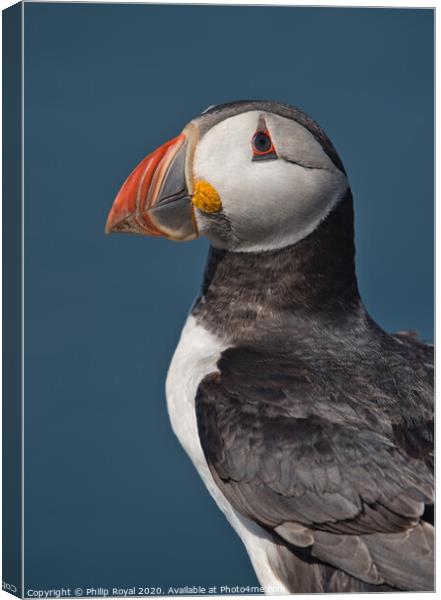 Puffin Upper Body Portrait looking to the left Canvas Print by Philip Royal
