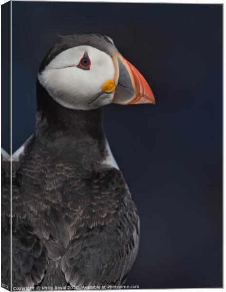 Puffin Upper Body Portrait looking over shoulder Canvas Print by Philip Royal