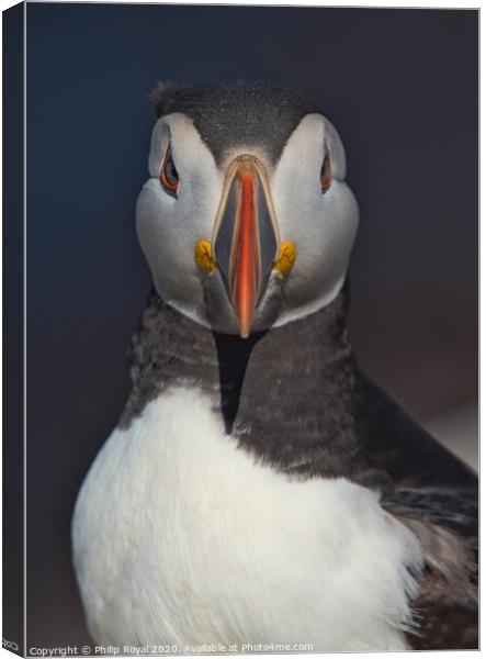 Puffin Head and Shoulders Portrait looking at the camera Canvas Print by Philip Royal