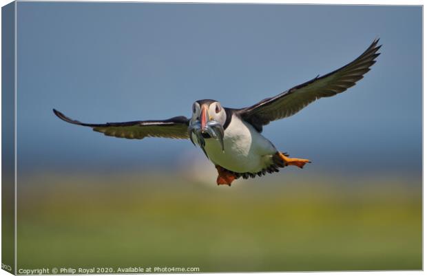 Puffin with Sand Eels head on in flight Canvas Print by Philip Royal
