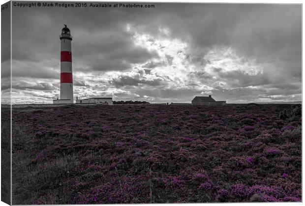 Tarbat Ness Lighthouse Amongst the Heather  Canvas Print by Mark Rodgers