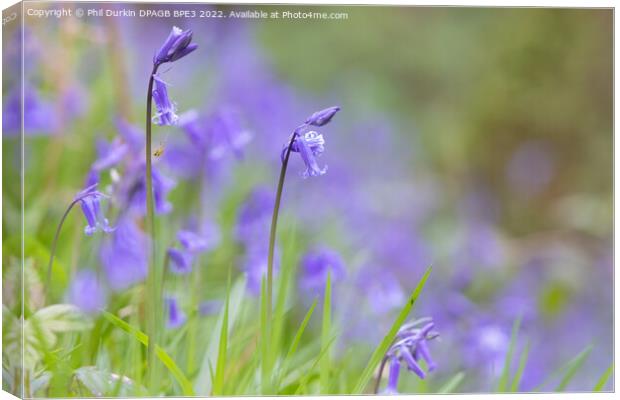 Bluebells In The Woodland Canvas Print by Phil Durkin DPAGB BPE4