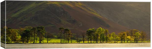 Buttermere Pines With Fleetwith Pike Canvas Print by Phil Durkin DPAGB BPE4