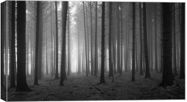 Pine Tree Forest In The Fog  - 2 of 3 Canvas Print by Phil Durkin DPAGB BPE4
