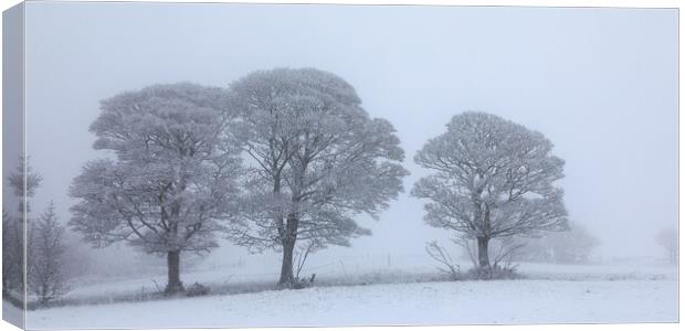  Oak trees In The Snow Canvas Print by Phil Durkin DPAGB BPE4