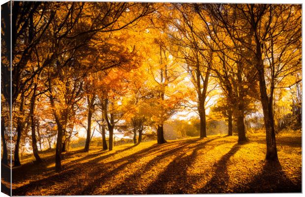 The Golden Leaves of Autumn  Canvas Print by Adam Kelly