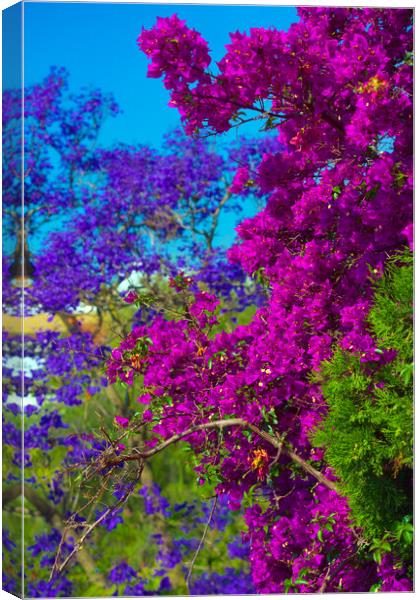 Colorful plants in the streets of Seville Canvas Print by Jose Manuel Espigares Garc