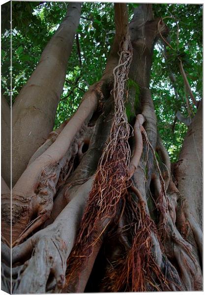 Gardens of Sevilla 8.- tree trunk Canvas Print by Jose Manuel Espigares Garc