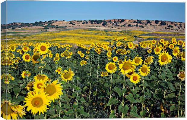 Field of sunflowers Canvas Print by Jose Manuel Espigares Garc