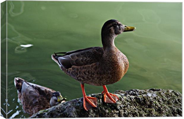 A duck by the river Canvas Print by Jose Manuel Espigares Garc