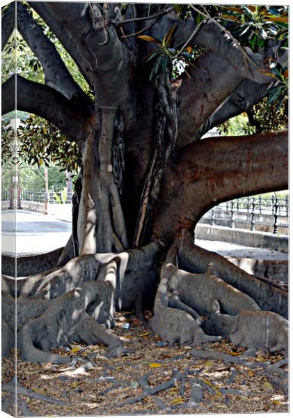 Tree trunk Canvas Print by Jose Manuel Espigares Garc