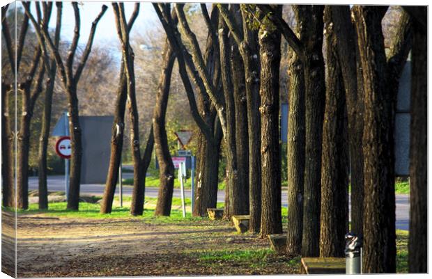 Spot with trees next to the rod fron Carmona to Brenes -Seville Canvas Print by Jose Manuel Espigares Garc