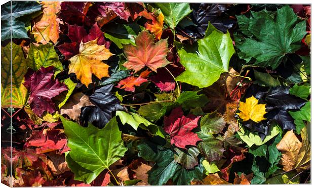  Autumn leaves Canvas Print by Mike Sannwald