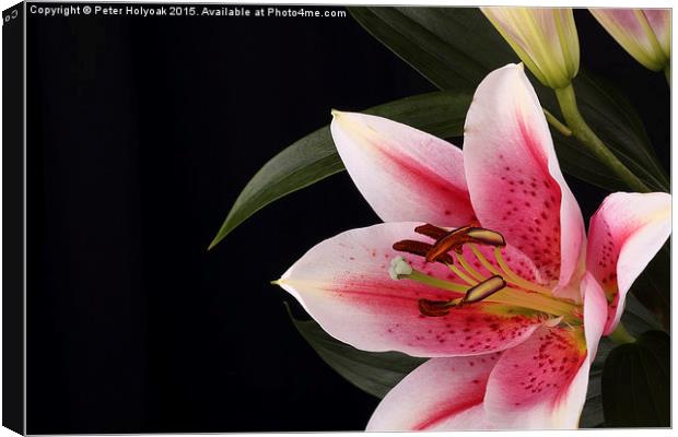 Lilly Canvas Print by Pete Holyoak