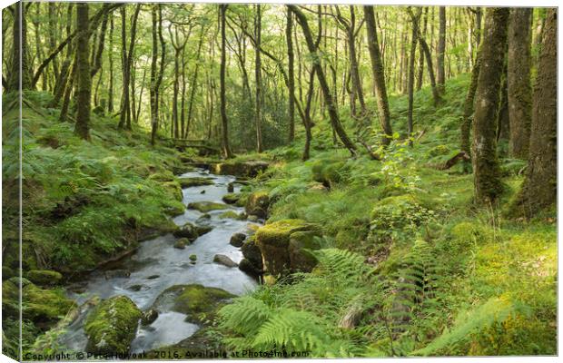 Stream In The Forest Canvas Print by Pete Holyoak