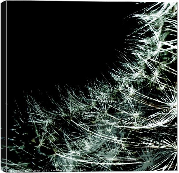 Ethereal Dandelion Seeds Dance in Timeless Black a Canvas Print by Beryl Curran