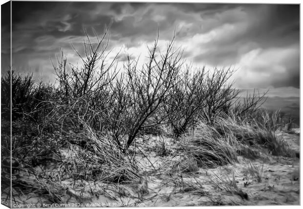 Majestic winter dunes in Cornwall Canvas Print by Beryl Curran