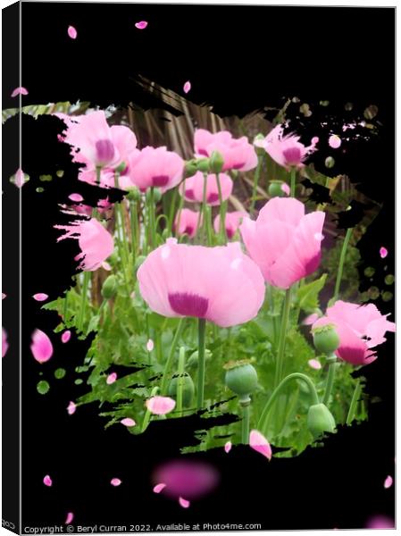 Dancing Pink Poppies Canvas Print by Beryl Curran