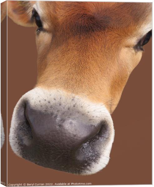 Affectionate Cow with Big Brown Eyes Canvas Print by Beryl Curran