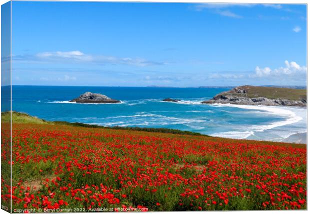 Majestic Red Poppies at Crantock Canvas Print by Beryl Curran