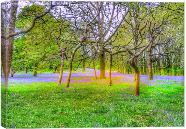 Enchanting Bluebell Forest Canvas Print by Beryl Curran