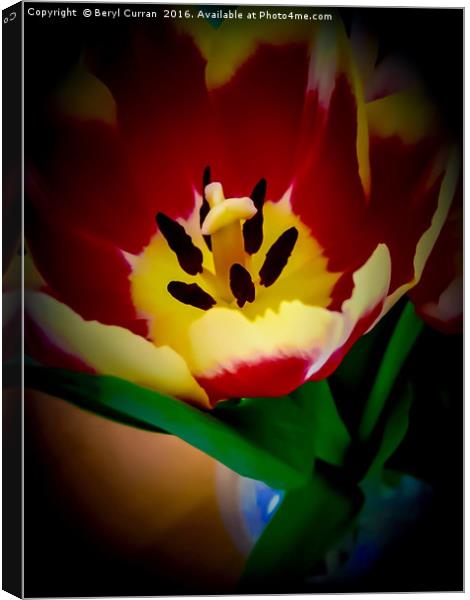 Vibrant Red Tulips Canvas Print by Beryl Curran