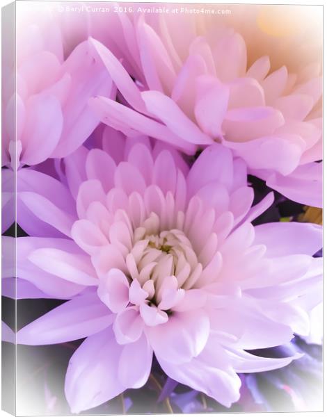 Majestic Pink Chrysanthemums Canvas Print by Beryl Curran