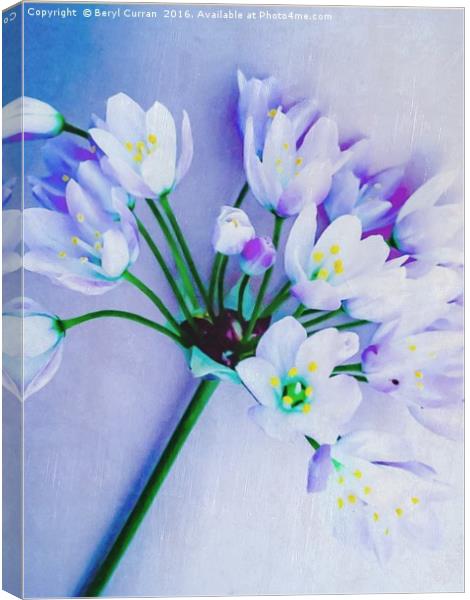 Fragrant Wild Garlic Blossoms Canvas Print by Beryl Curran