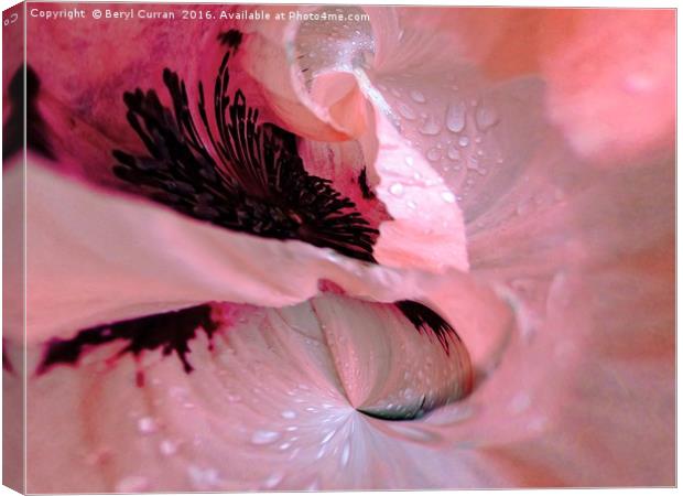 Drenched in Beauty Canvas Print by Beryl Curran