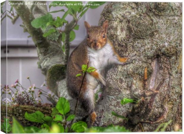 Sneaky Squirrel Steals Surprise Snacks Canvas Print by Beryl Curran