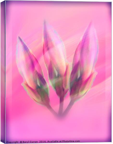 Pink Lily Buds in Modern Art Canvas Print by Beryl Curran